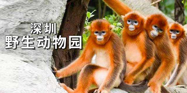 深圳野生动物园门票